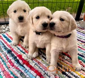 Beautiful Golden retriever puppies